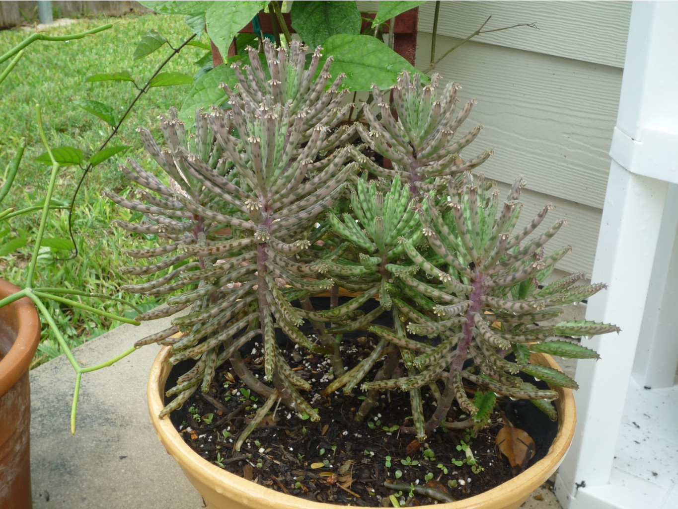   ( Kalanchoe Tubiflora) - 300 .