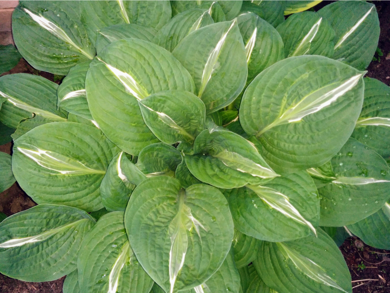   (Hosta 'Striptease')