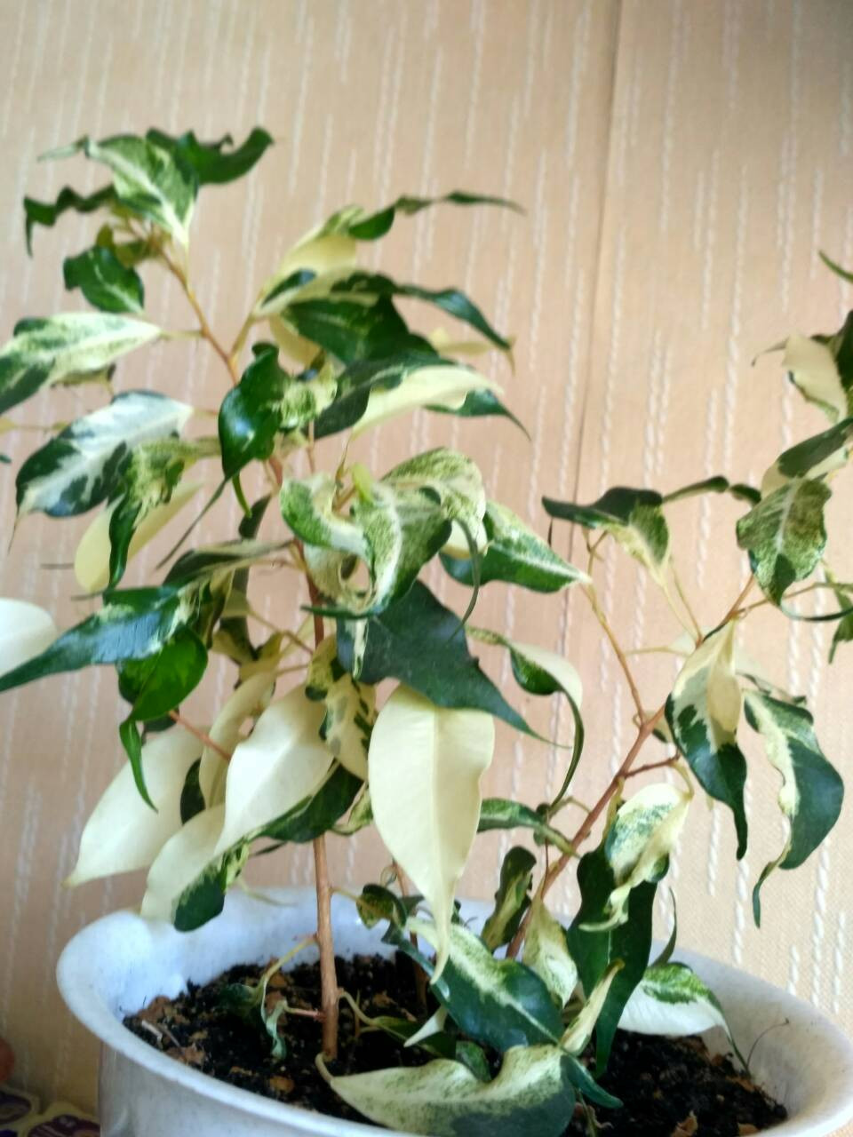 Курли