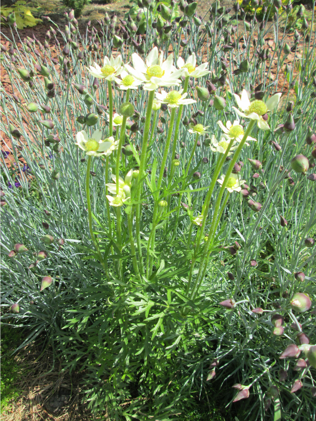 IMG 5397.JPG