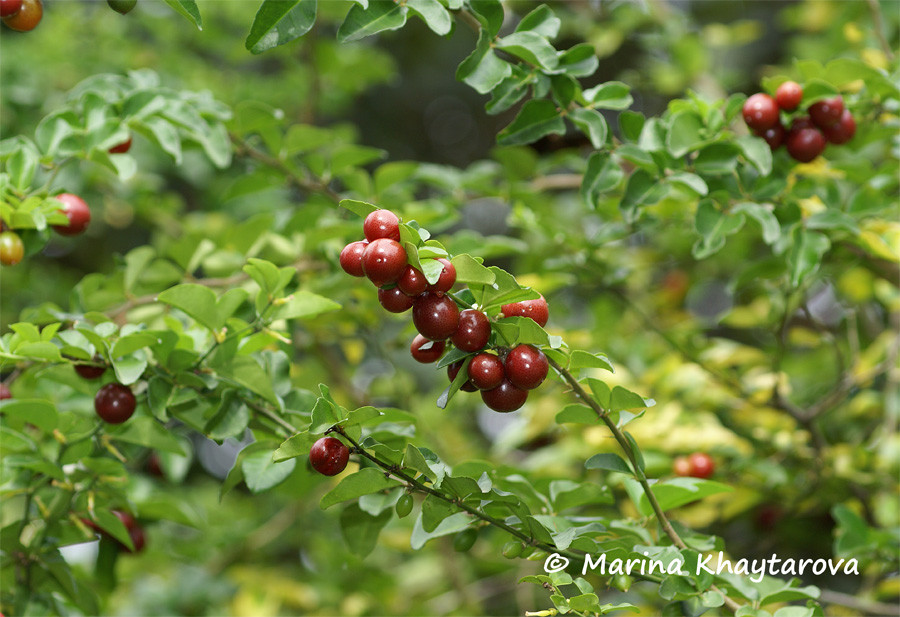   (riphasia trifolia)-  ..