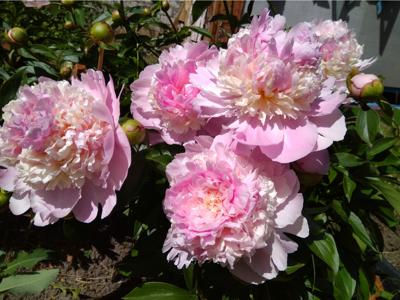 IMG 20180620 131057.jpg