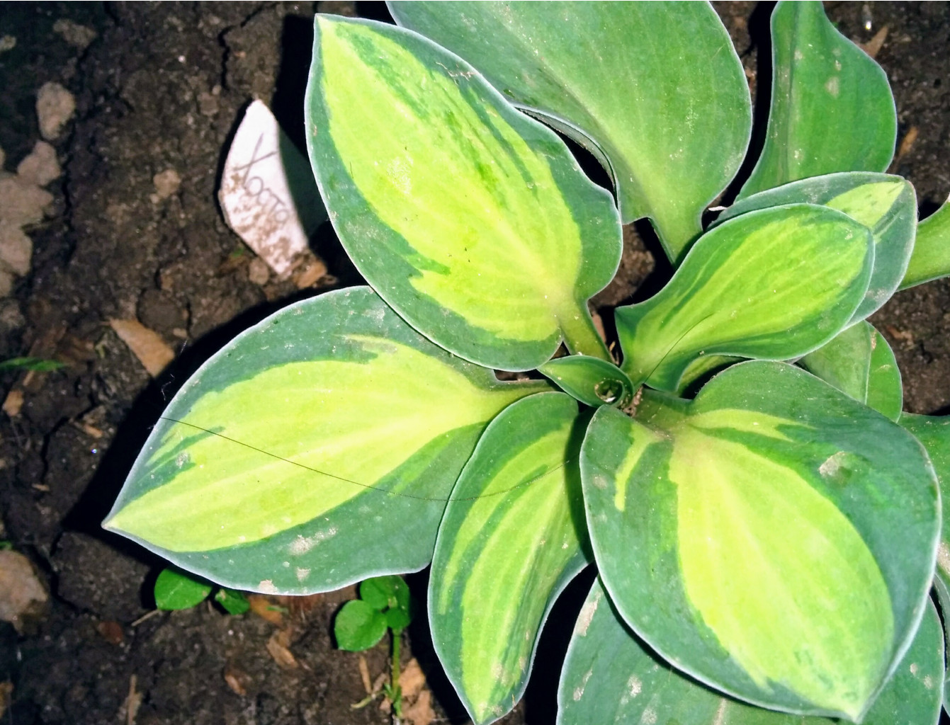 Hosta - 