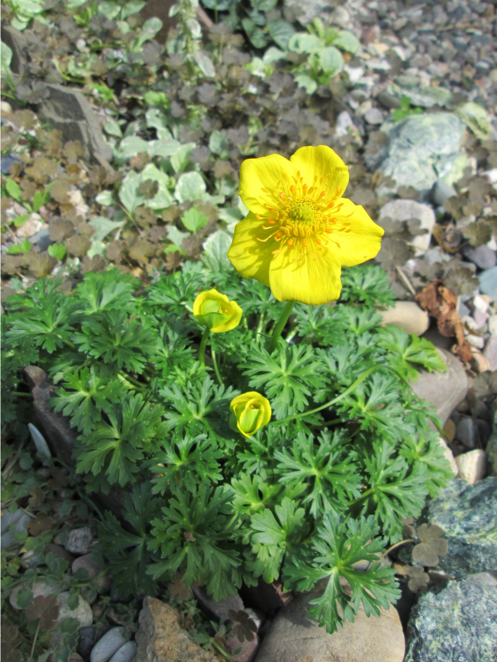 IMG 5387.JPG