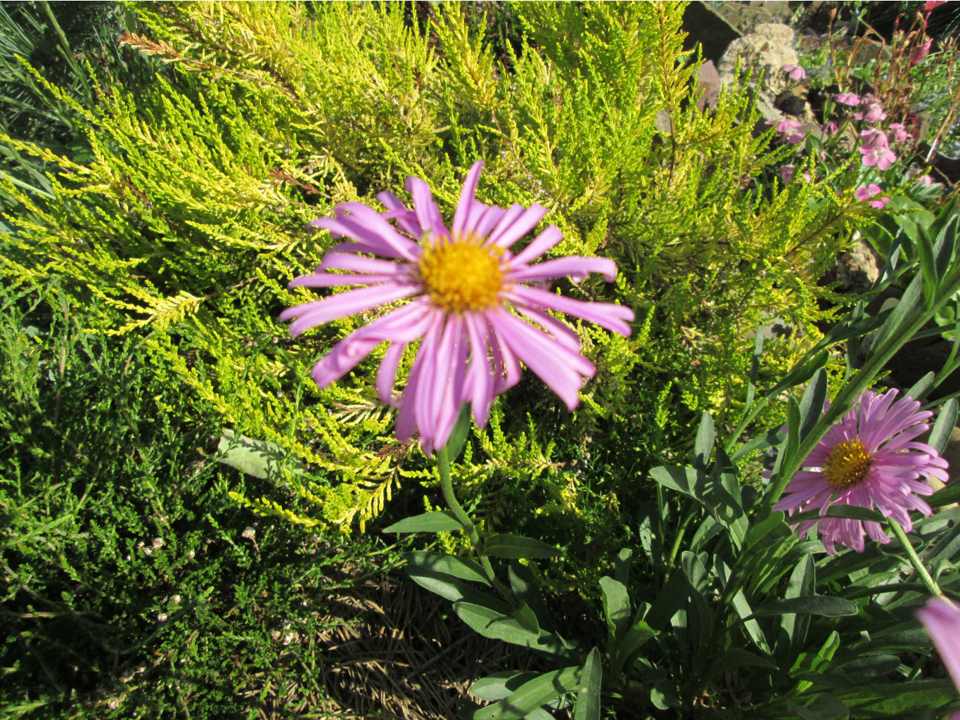 IMG 5416.JPG