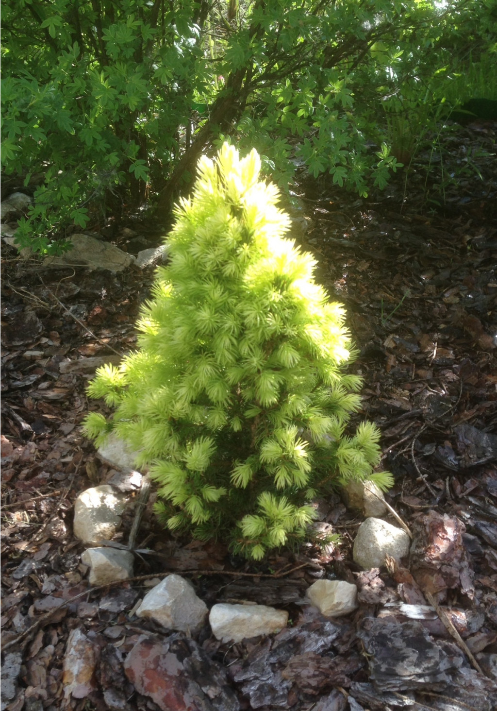     (Picea glauca Daisy's White)