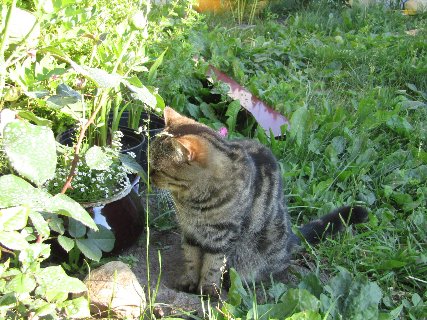 IMG 0348.JPG