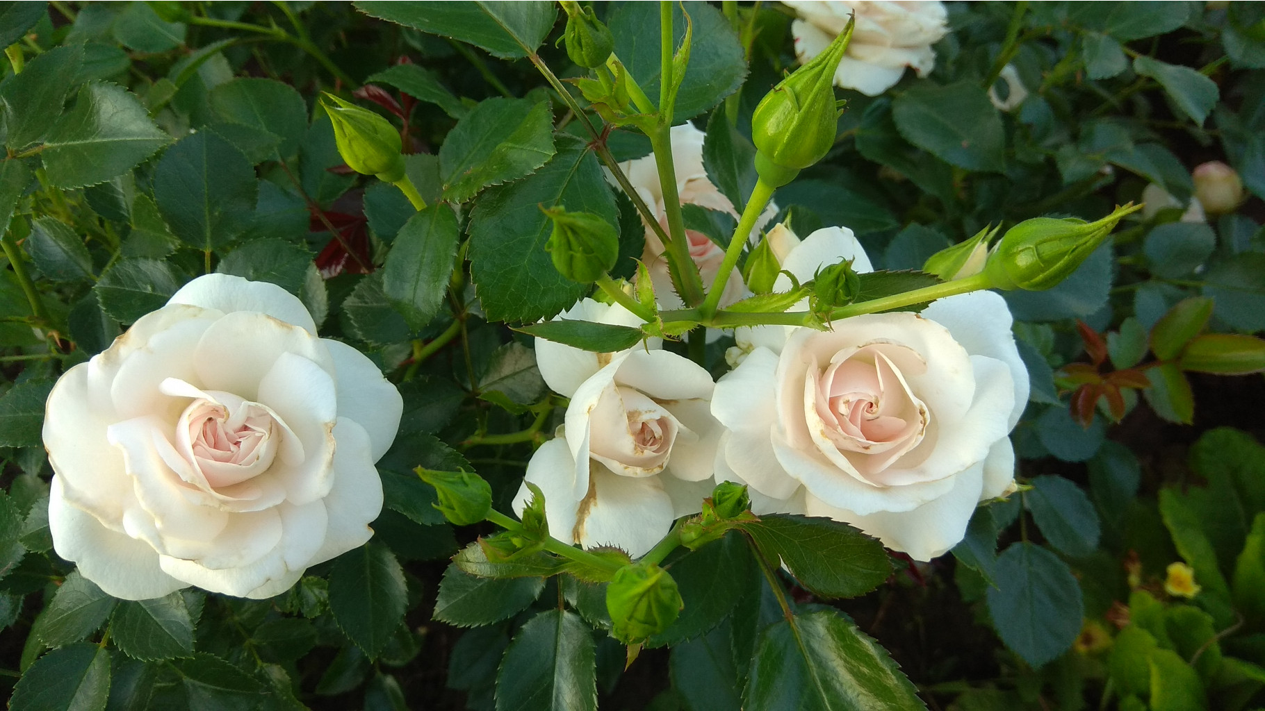 IMG 20180624 193342.jpg
