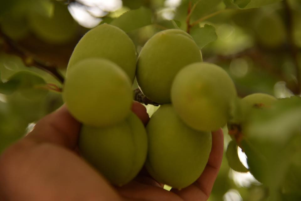 18765602 10155230712884566 6660183627658873079 n.jpg