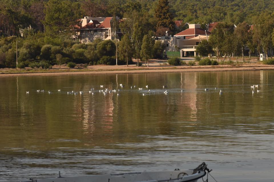 22554821 10155662387074566 6849128012934616168 n.jpg