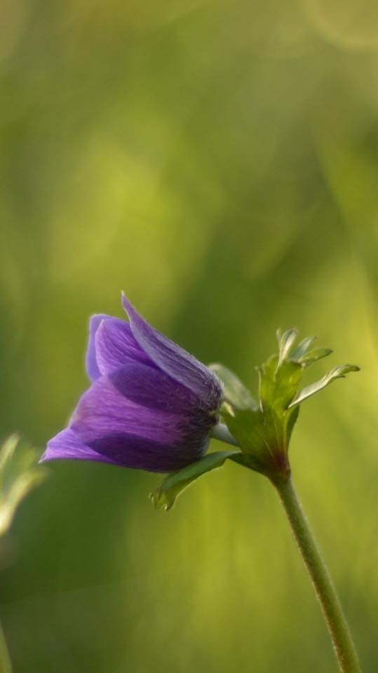 26239863 10155887026719566 3782172457837287255 n.jpg