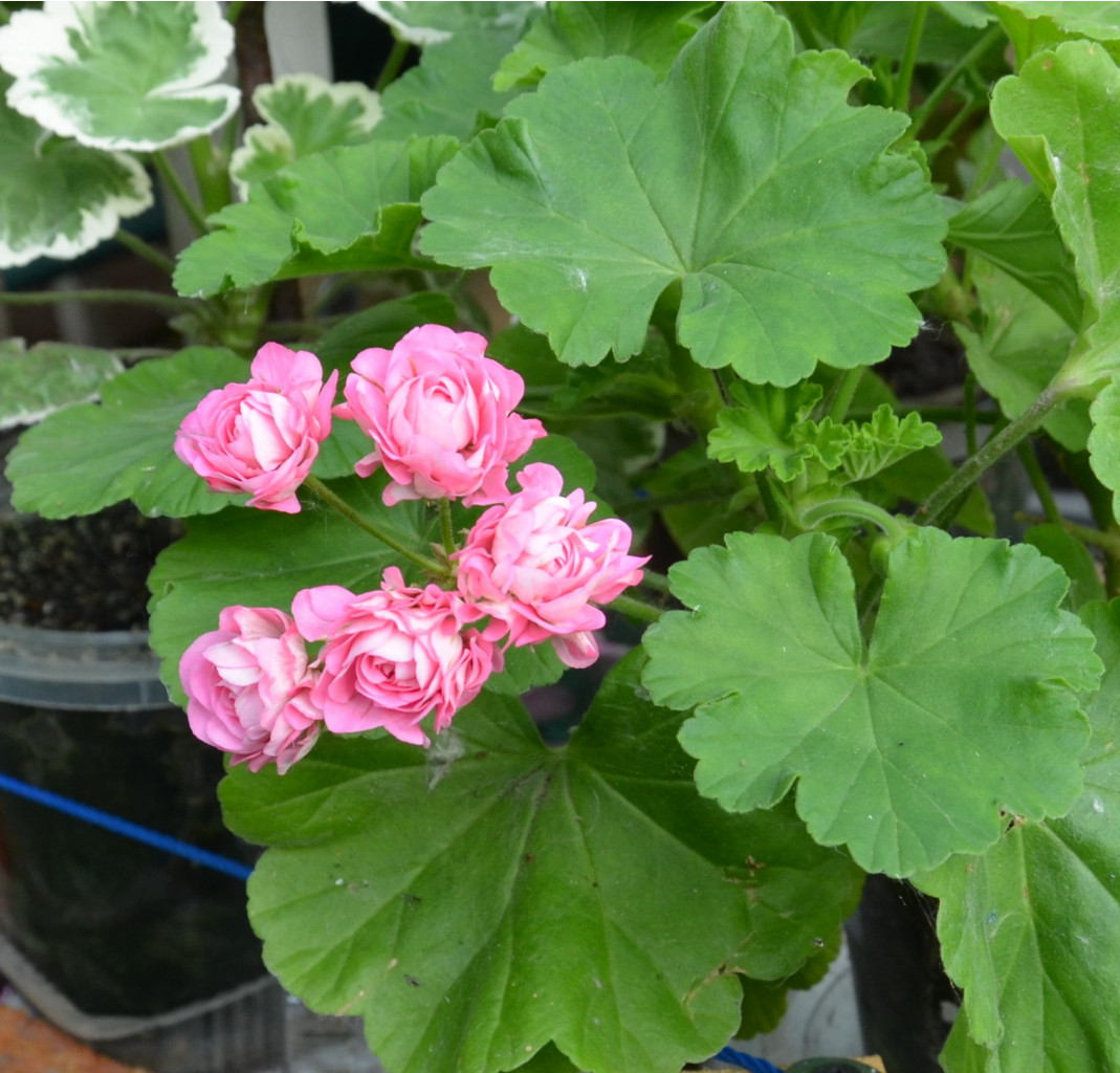 Swanland Pink /Australian Pink Rosebud