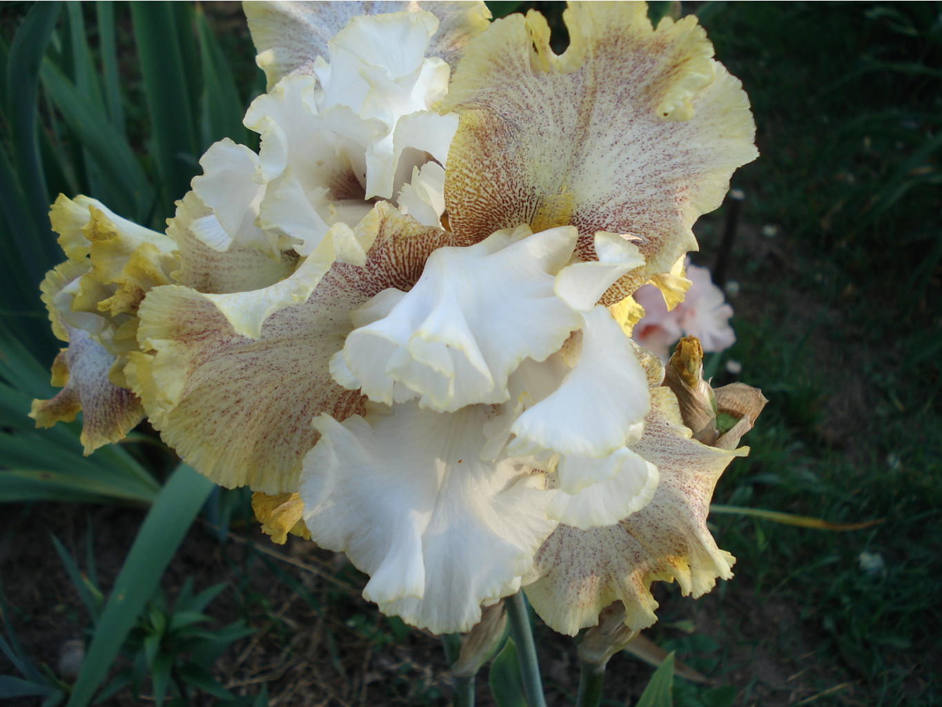 Ring araund Rose,180