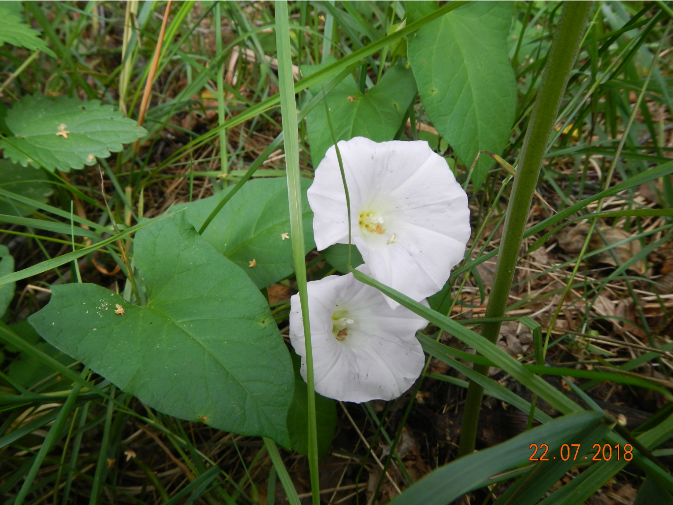 DSCN4484.JPG