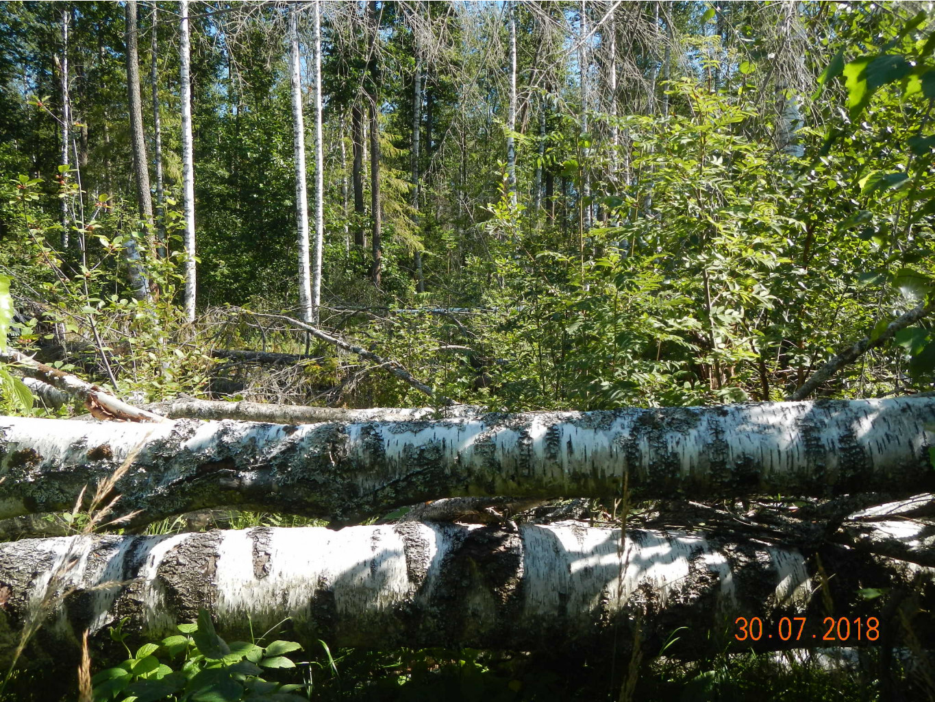 DSCN4586.JPG