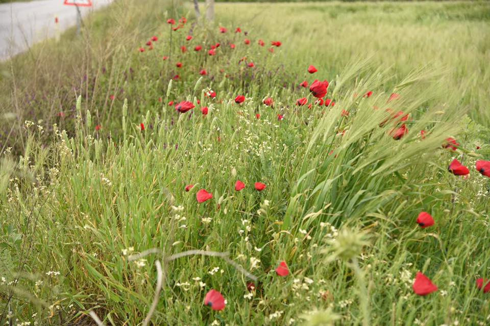 18010212 10155113797559566 3974538573359873425 n.jpg