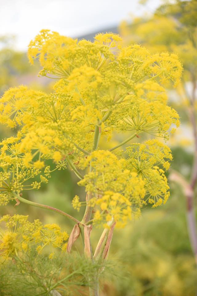 18033566 10155113794074566 4122826826569318157 n.jpg