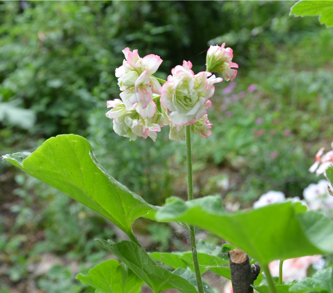 Appleblossom Rosebud