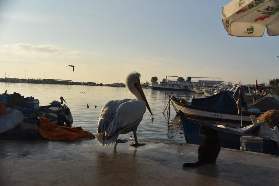 26230003 10155872757284566 8888107064327300437 n.jpg