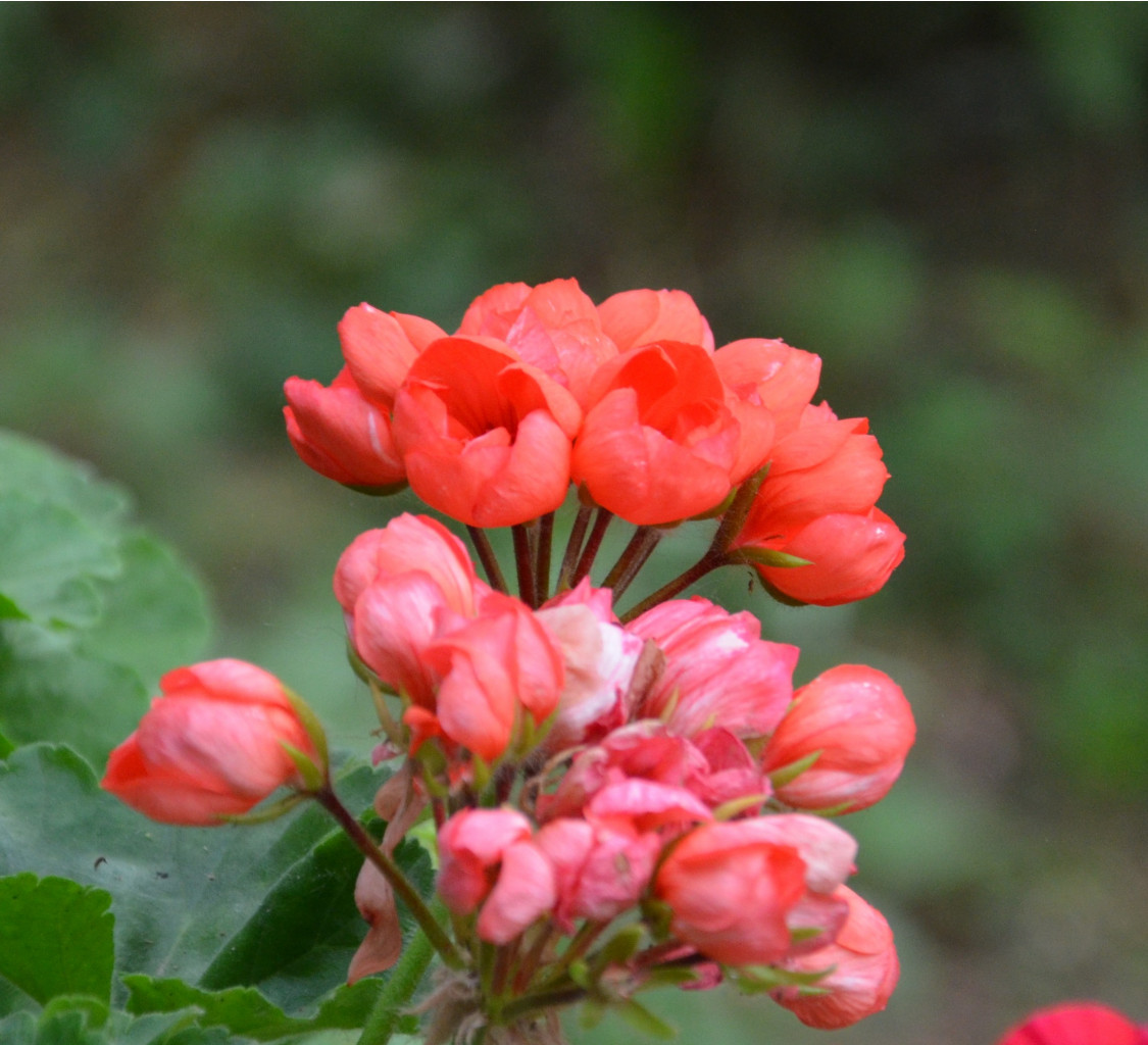 Red Pandora