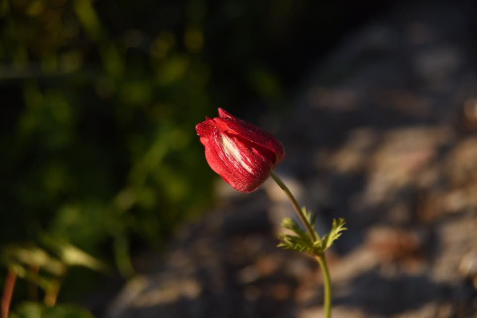 27336192 10155929052734566 5476004685157035177 n.jpg