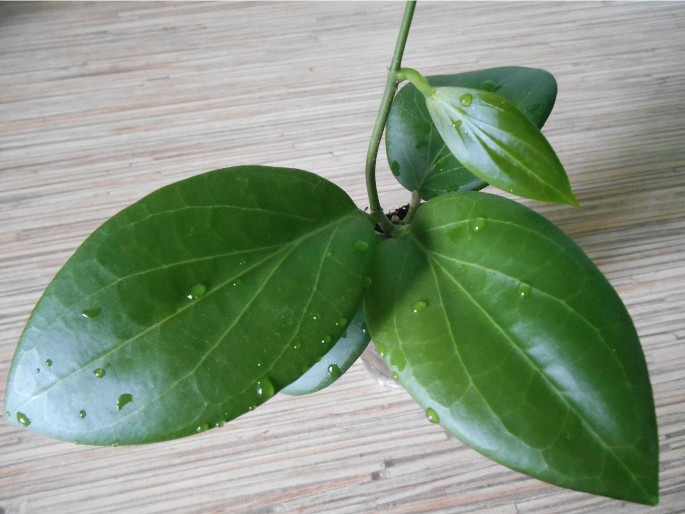 Hoya Hellwigiana.