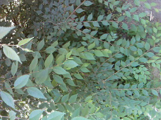 SP A0221.jpg