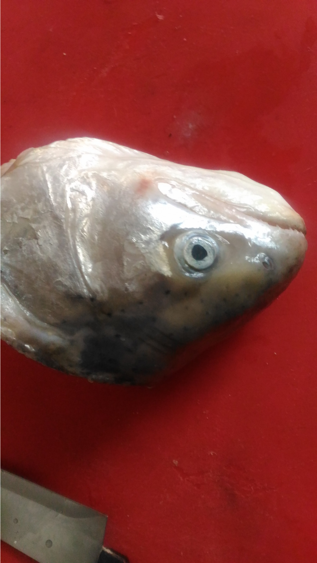 P 20180721 132244.jpg