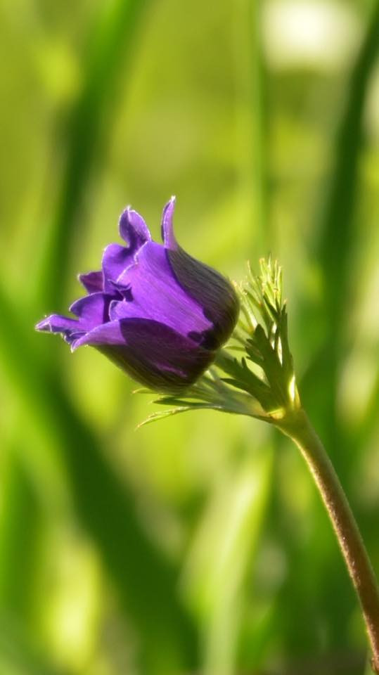 26804777 10155887026744566 1068923935979900769 n.jpg