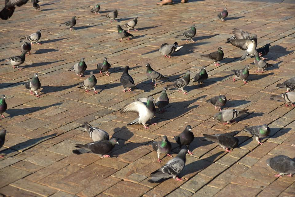 26196340 10155872753259566 8174531511692855861 n.jpg