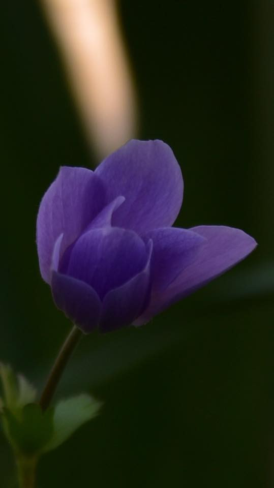 26731663 10155887026904566 6506976345344427870 n.jpg