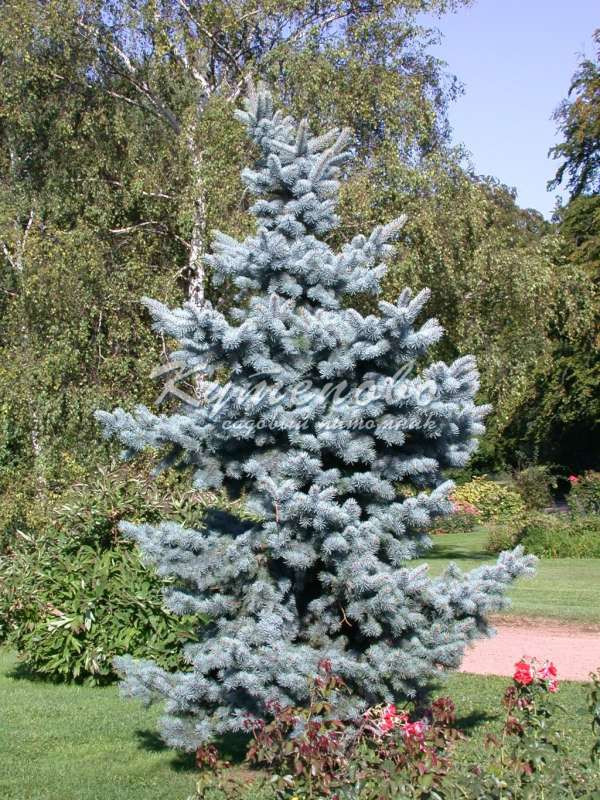 Ель голубая Glauca С2 545р