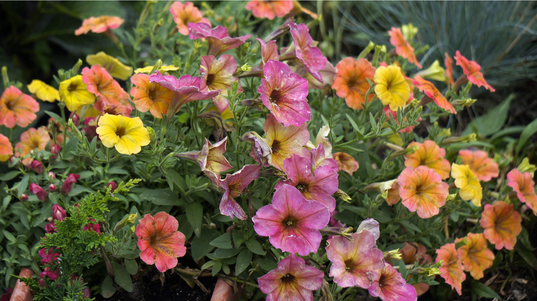  Crazytunia Terracotta   Cascadias Indian Summer