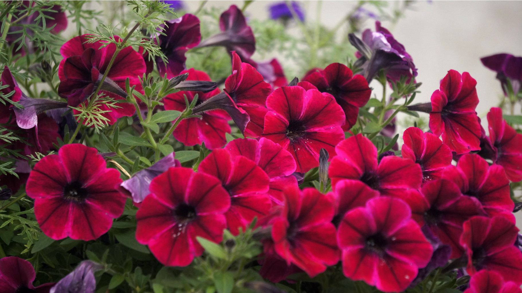 Petunia. Sweetunia Suzie Storm