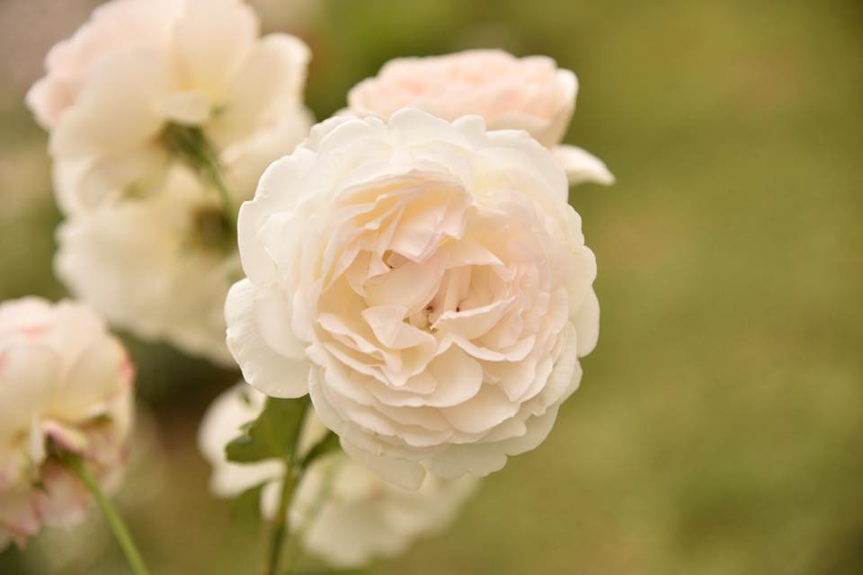 18698030 10155230708089566 5783980201738526363 n (1).jpg