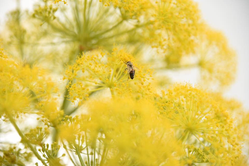 17992332 10155113794049566 6233779883676690437 n.jpg