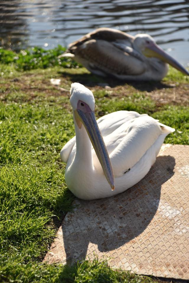 26804644 10155872757584566 242493369845708861 n.jpg