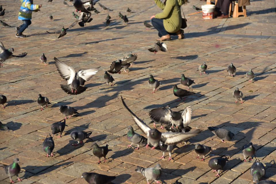 26804396 10155872753304566 7757075923375429772 n.jpg