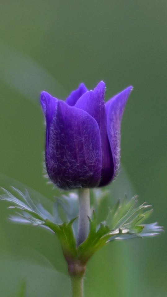 26734373 10155887026104566 6859525100273081493 n.jpg