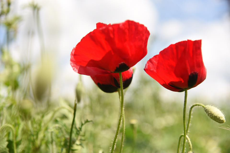 17951448 10155113794539566 4137032353452184037 n.jpg