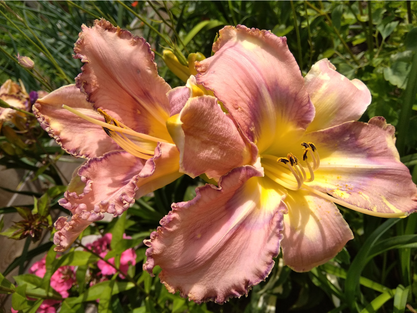 IMG 20180725 110528.jpg