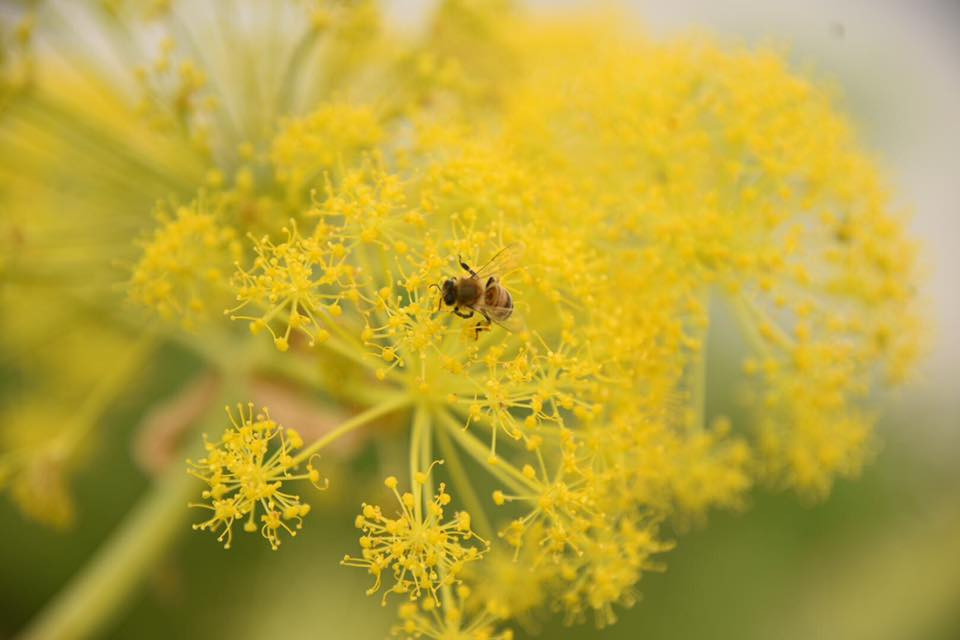 18033573 10155113793924566 6035151234979293533 n.jpg