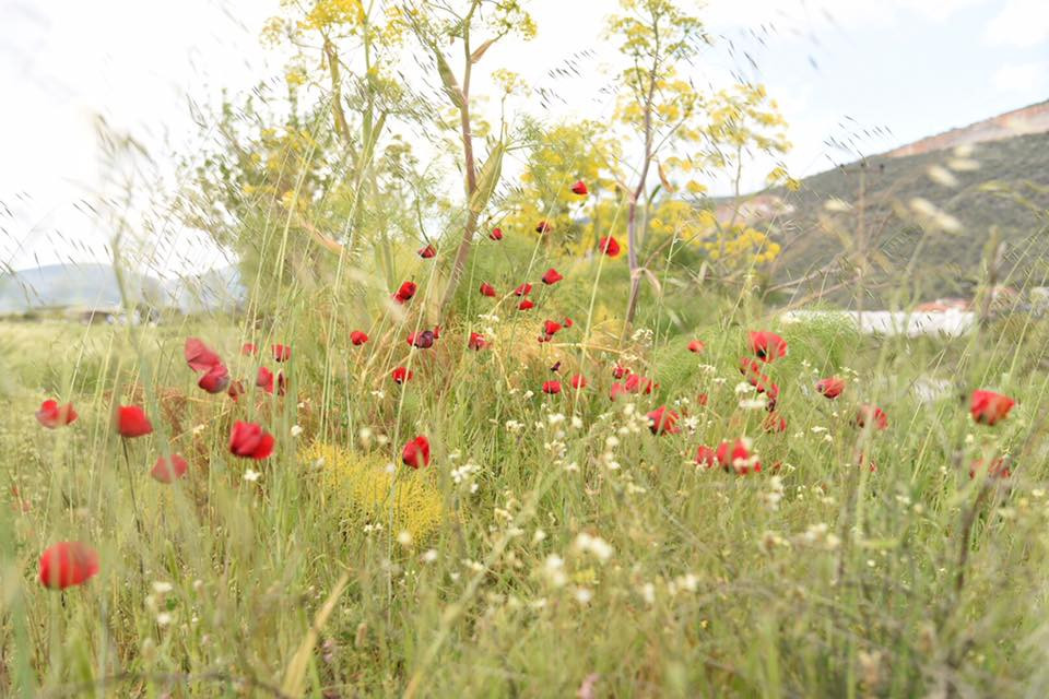 17952823 10155113794184566 4557138444342901829 n.jpg