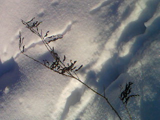 SP A0209.jpg