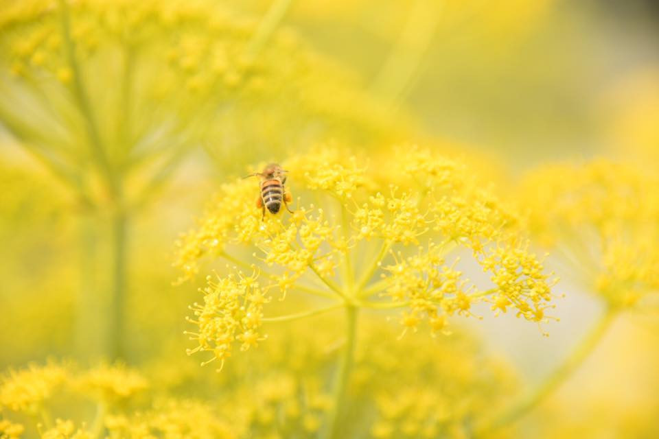 17951575 10155113793799566 4240028037875077577 n.jpg