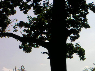 SP A0164.jpg