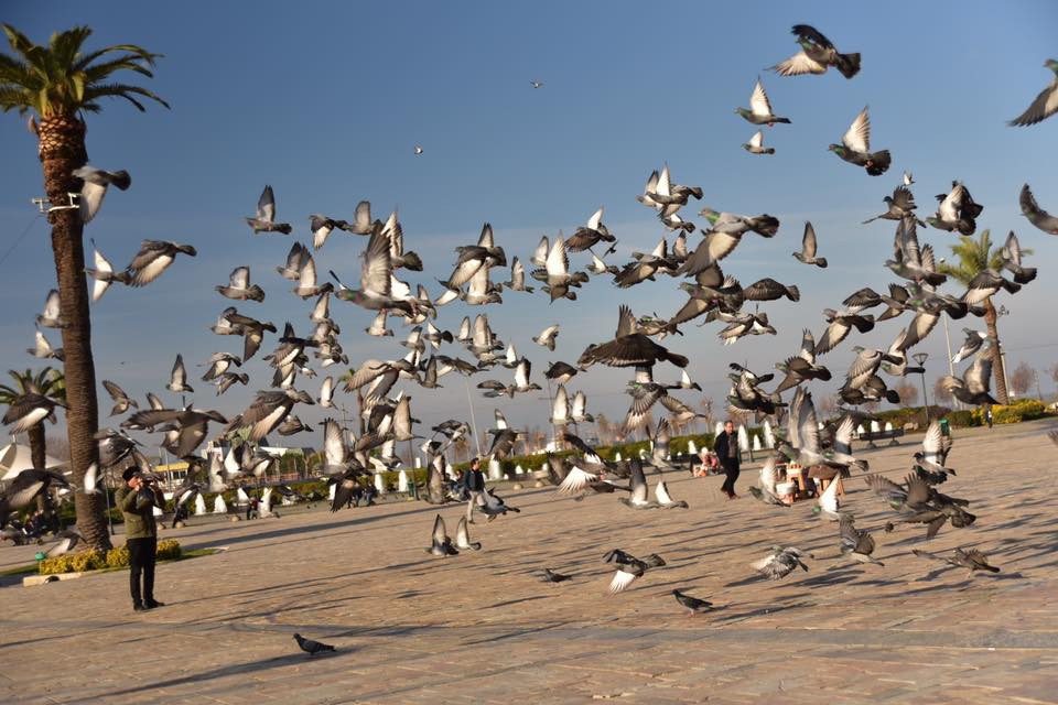 26239346 10155872752509566 2585252238468529532 n.jpg