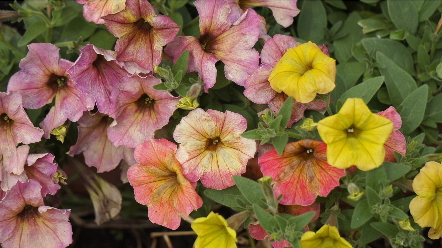  Crazytunia Terracotta