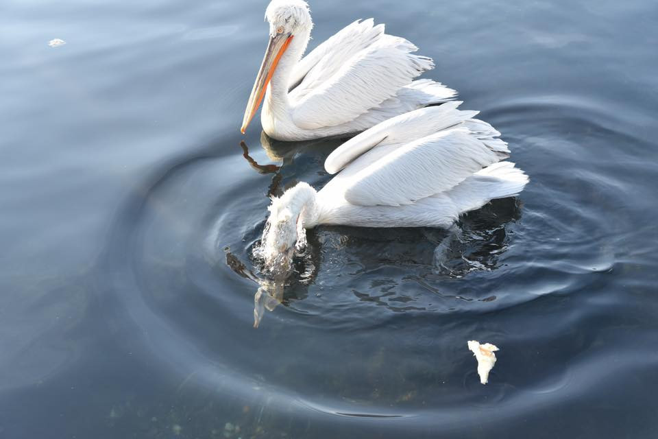 26731571 10155872756889566 5109635950134599642 n.jpg