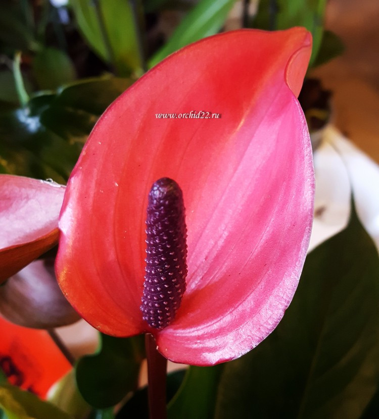    ( Anthurium Cherry Champion)